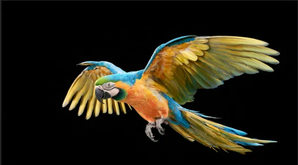 MASCOTA